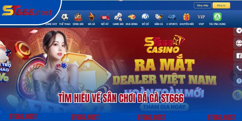 Tìm hiểu đôi nét về sân chơi đá gà ST666