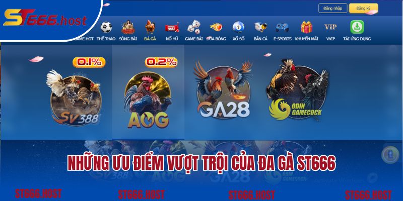 Những ưu điểm nổi bật của sân chơi đá gà tại nhà cái ST666